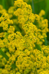 Galium verum, lady's bedstraw or yellow bedstraw low scrambling plant, leaves broad, shiny dark green, hairy underneath, flowers yellow and produced in dense clusters