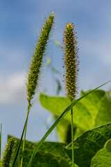 Setaria grows in the field in nature