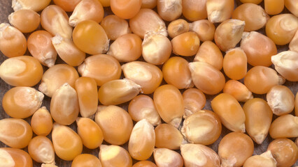 Raw Corn Seeds or Corn kernels are from Maize is a grain, and the kernels are used in cooking as a vegetable or a source of starch.