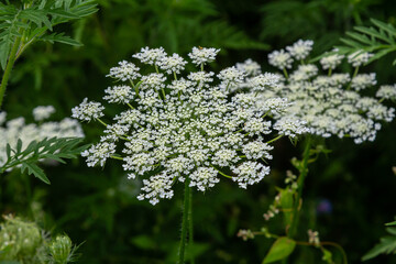 Daucus carota known as wild carrot blooming plant