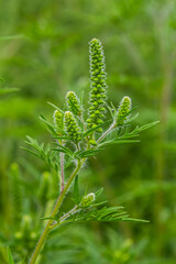 Flower of a common ragweed, Ambrosia artemisiifolia