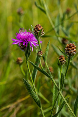 Centaurea scabiosa subsp. apiculata, Centaurea apiculata, Compositae. Wild plant shot in summer