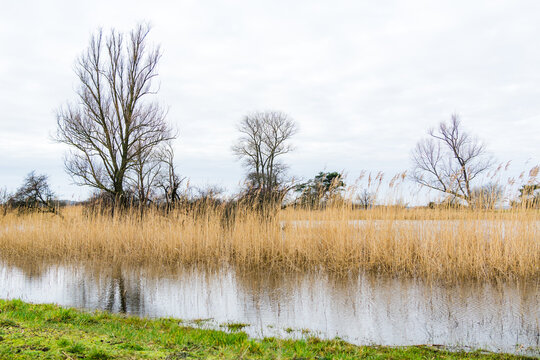 Wetland area with reeds and big trees in the background on an overcast day