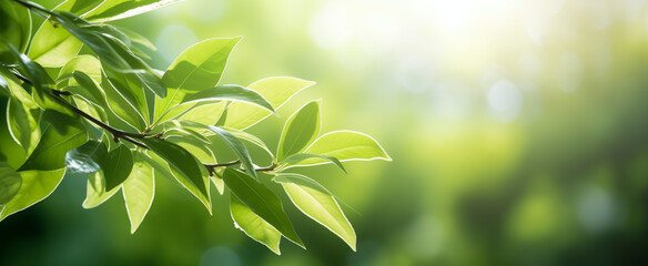Obraz premium Vibrant green leaves in sunlight with soft bokeh effect