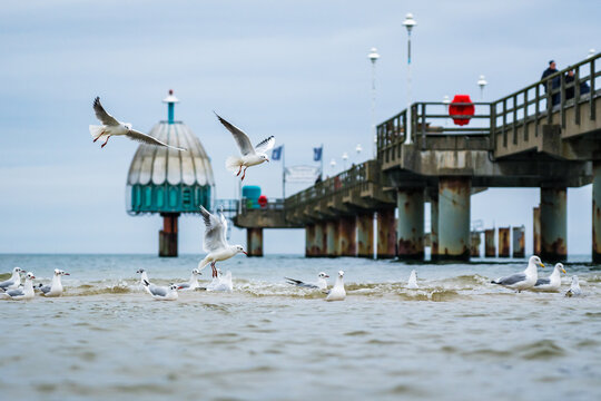 Seagulls catching fish in the baltic sea with pier in the background