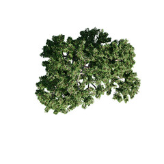 Tree top aerial view isolated on transparent background , 3D render