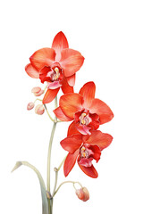 Naklejka na ściany i meble Red Orchid Watercolor Illustration