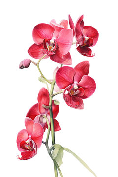 Red Orchid Watercolor Illustration