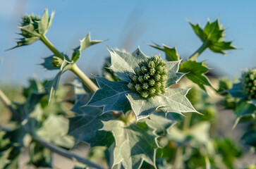 Fototapeta premium flowers and leaves of the eryngium close up