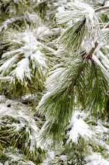 green pine branches in white snow and ice