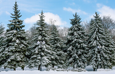 five snow-covered fir trees in the park against the background o