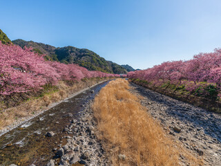 Kawazu Sakura February 2024