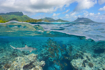 Fish school with a shark underwater in the ocean on the reef of a south Pacific island in French Polynesia, natural scene, split view over and under water surface, Huahine