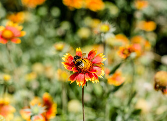 insect bumblebee on a flower with red and yellow petals close-up