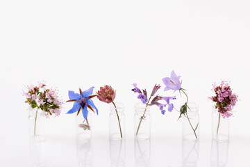 Set of cute purple and blue small flowers in glass bottles on a white background. Concept of spring women's mother's holidays
