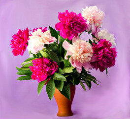 bouquet of nine bright burgundy, tender pink and white peonies in a clay terracotta vase on a soft purple background, postcard, congratulation, illustration