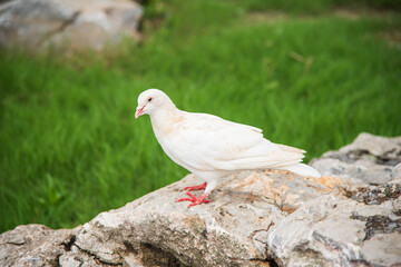 A pigeon stands on the rock