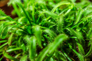 prey plant sundew closeup