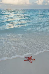 Photo sur Plexiglas Plage de Nungwi, Tanzanie Starfish at Nungwi beach, Zanzibar