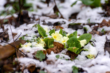 Primroses blossomed under the snow
