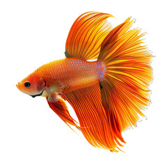 Fototapeta premium Fish isolated on transparent background Generative Ai 