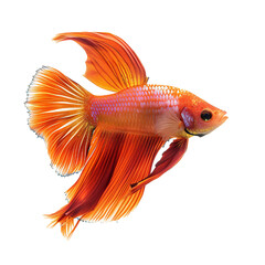 Fototapeta premium Fish isolated on transparent background Generative Ai 
