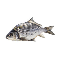 Fototapeta premium Fish isolated on transparent background Generative Ai 