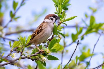 Sparrow on a blooming branch