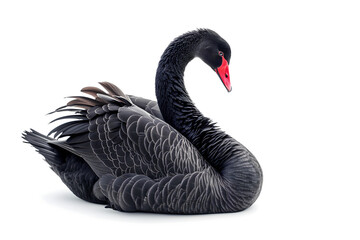 Black swan on white background - obrazy, fototapety, plakaty