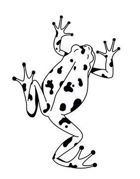 spotted frog climbing white background clip art preview
