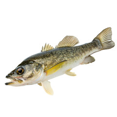Pike fish isolated on transparent background Generative Ai 