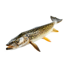 Naklejka premium Pike fish isolated on transparent background Generative Ai 