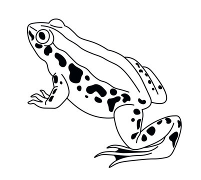 recommend clip art: Spotted Frog Side View Perched