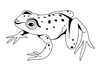Spotted Frog in Natural Sitting Pose