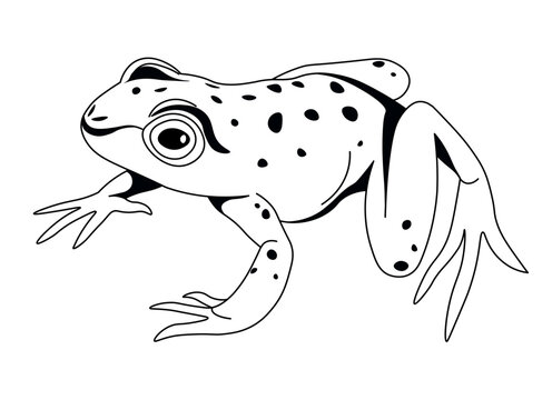recommend clip art: Spotted Frog in Natural Sitting Pose