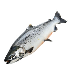 Obraz premium Salmon fish isolated on transparent background Generative Ai 
