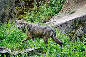 Grey wolf - Canis lupus © Fab