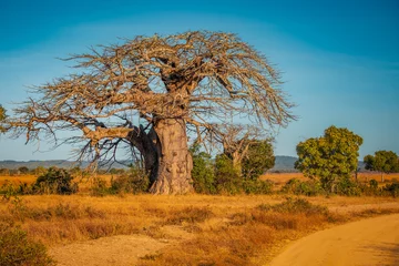 Foto op Canvas Old Baobab tree in Mikumi, Tanzania © Kjersti