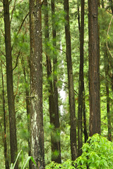 Naklejka premium trees in the forest