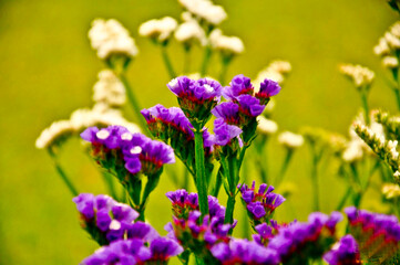 Fototapeta premium flowers in the garden