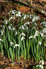 Snowdrops (galanthus) a winter spring flowering plant with a white green springtime flower which opens in January and February, stock photo image