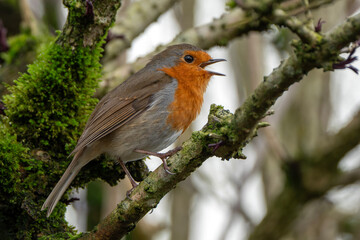 Robin redbreast (Erithacus rubecula) bird a British European garden songbird with a red or orange breast often found on Christmas cards, stock photo image