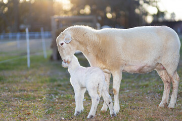 Katahdin sheep ewe caring for its white lamb