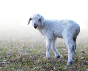 Fototapeta premium Copy space next to a white lamb