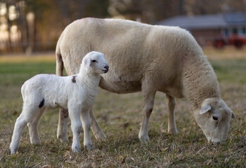 Fototapeta premium Sheep ewe on a paddock with its young lamb