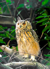 Portrait of an eagle owl. Animal in close-up. Bubo bubo. Bird with orange eyes.
