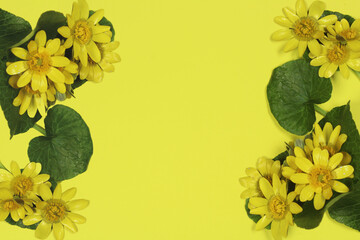 Lesser celandine (Ranunculus ficaria) flowers with green leaves isolated on yellow background. Space for text, top view.
