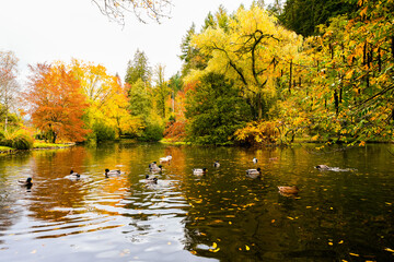 Obraz premium Landscape at the forest lake near Haslach in the Kinzigtal. Nature in autumn by the lake. 