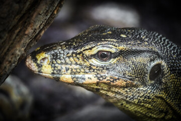 Side portrait of a monitor lizard. Animal close-up. Varanus.
