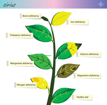 Plant nutrient deficiency. Vitamin deficiency in plants. Biology